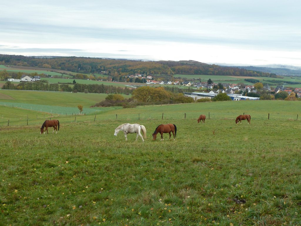 P1110068.JPG - Horses