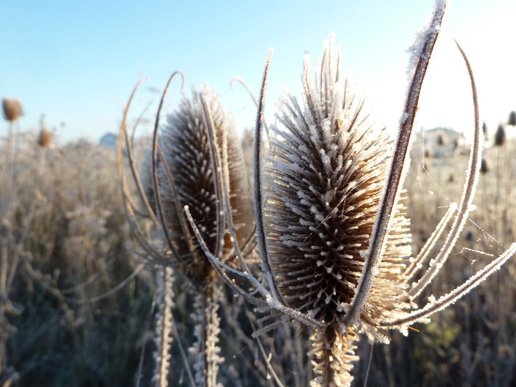 P1110085.JPG -  Wild teasel  ( Wilde Karde ) frozen