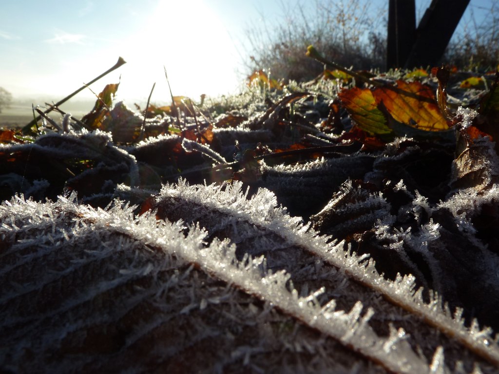 P1110088.JPG - Hoar frost in the sun