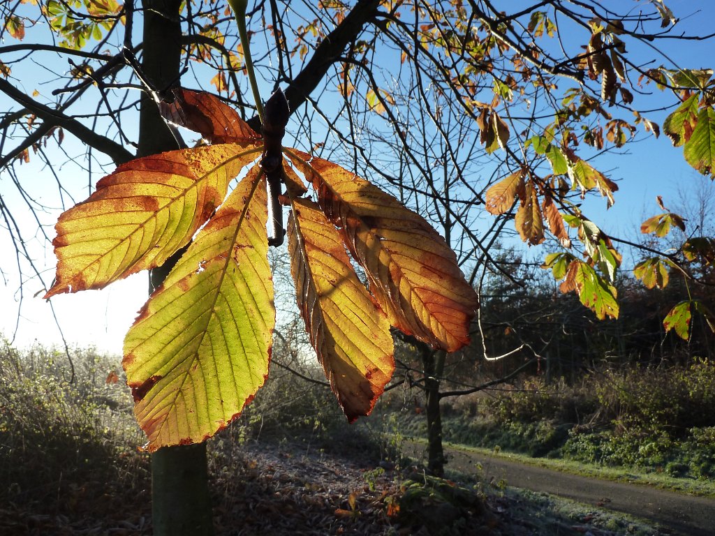 P1110089.JPG - Last leaves