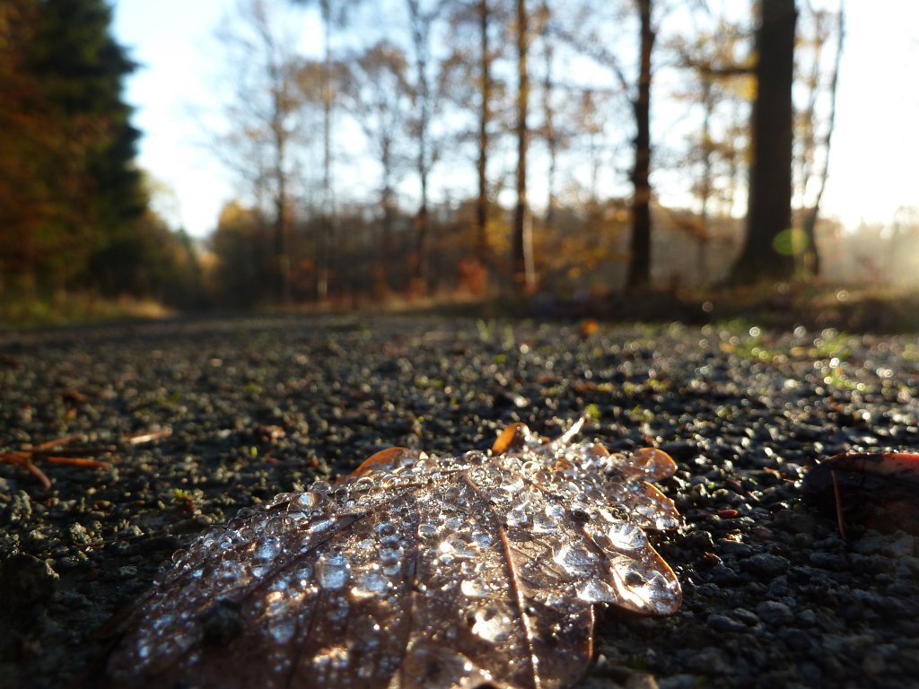 P1110094.JPG - Wet leaf