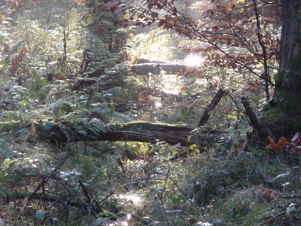 P1110101.JPG - Light & water flow