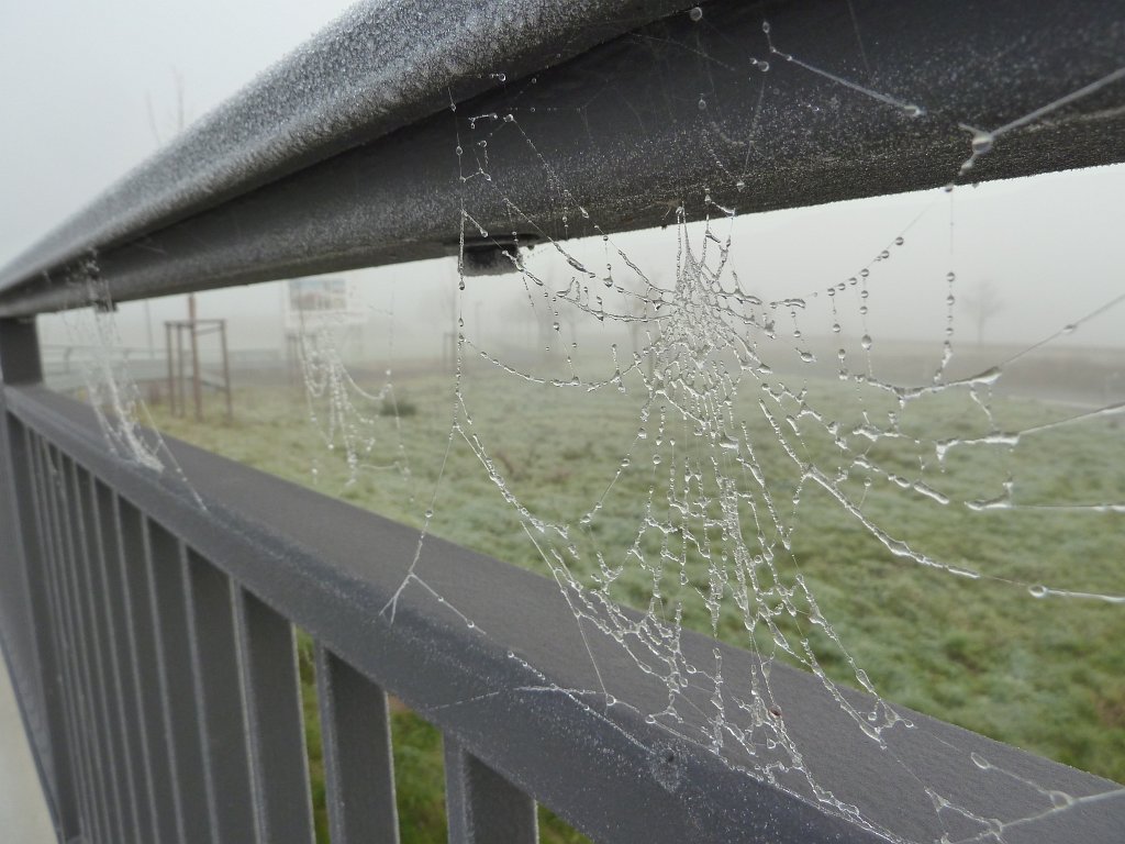 P1110104.JPG - Wet spider webs