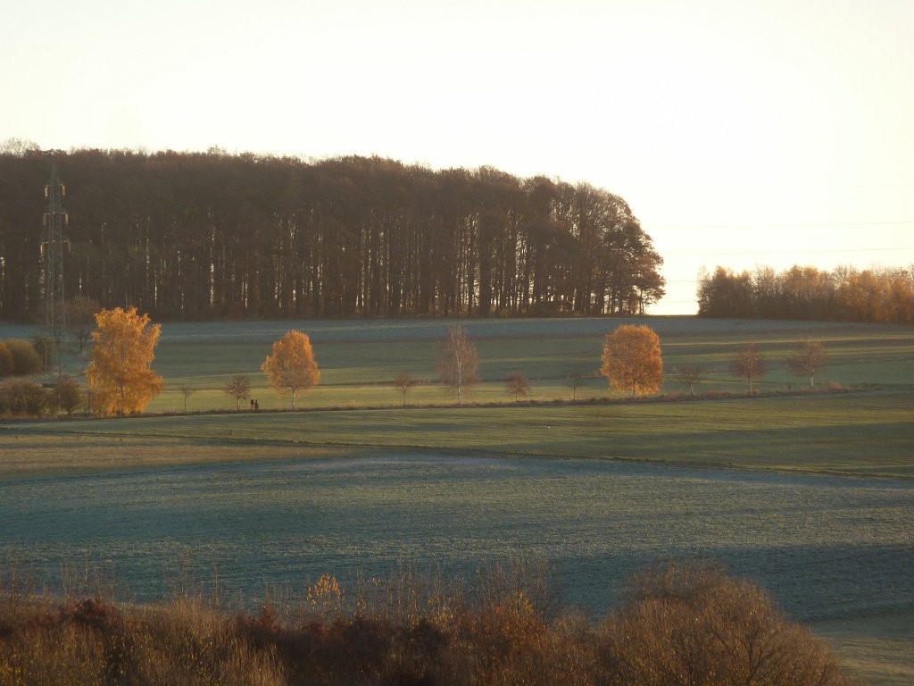 P1110126.JPG - Sun beam on yellow trees