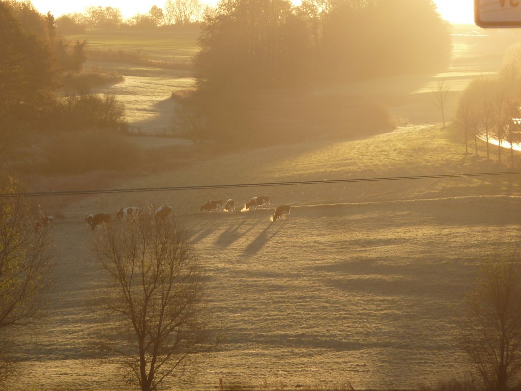 P1110127.JPG - Cows in the Heisterbach valley