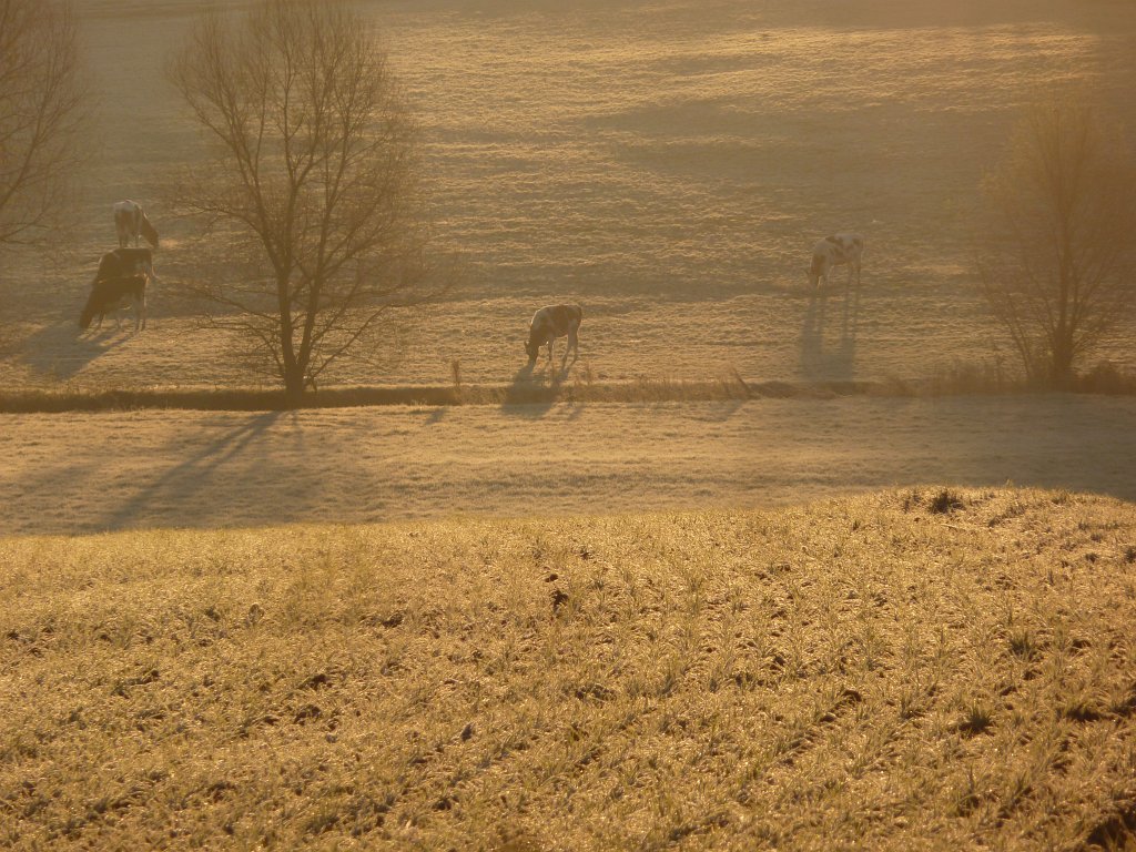 P1110135.JPG - Cows in the Heisterbach valley