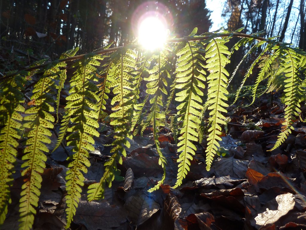 P1110157.JPG - Fern (Farn)