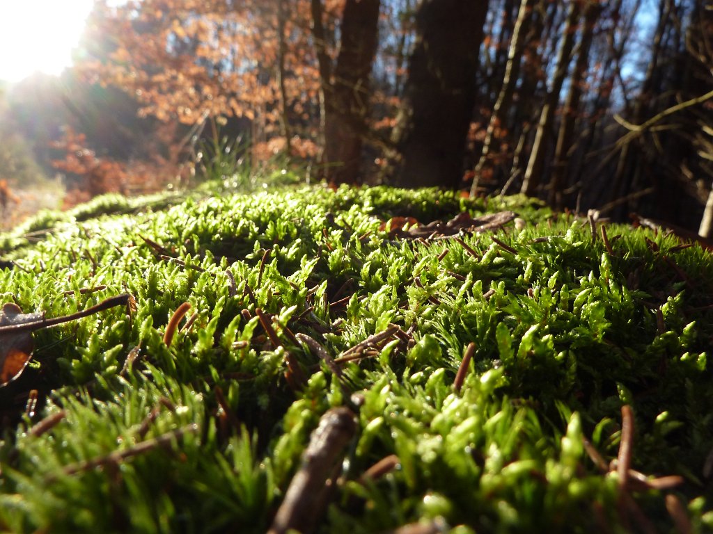 P1110159.JPG - Moss