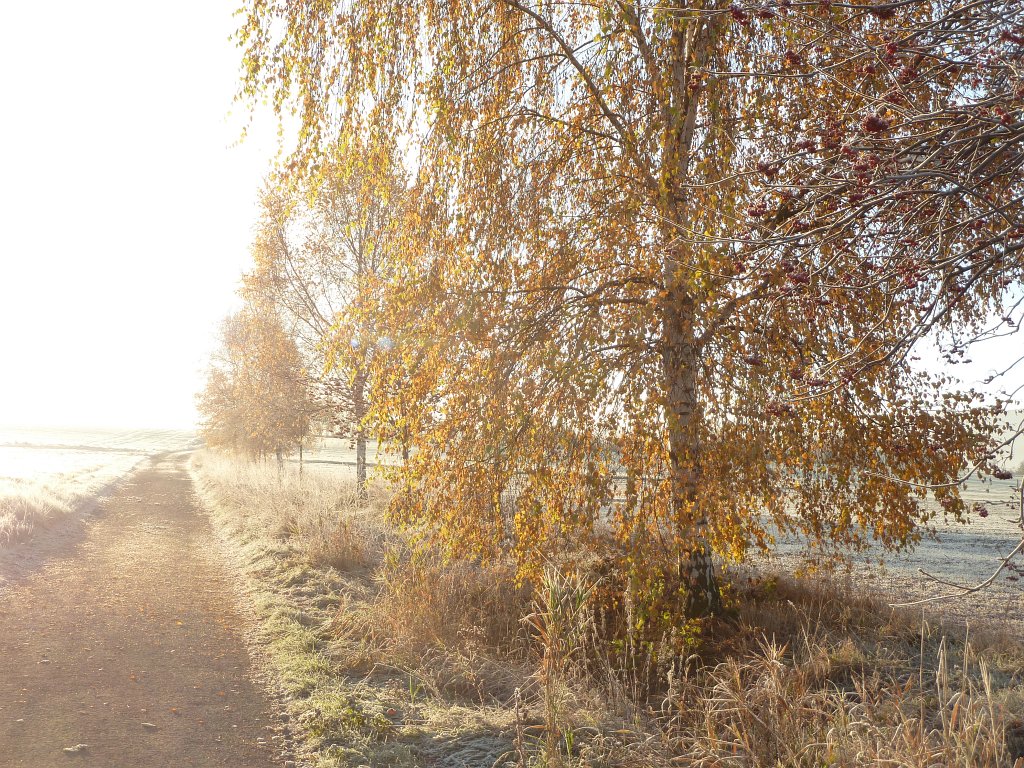 P1110179.JPG - Birches in autumn