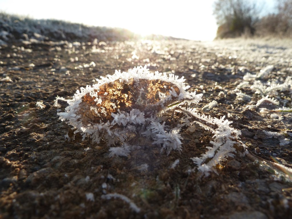 P1110180.JPG - Frosted leaf