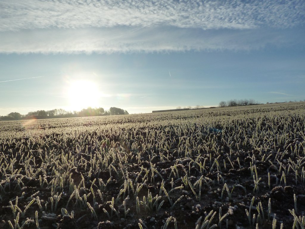 P1110183.JPG - Frosted fields