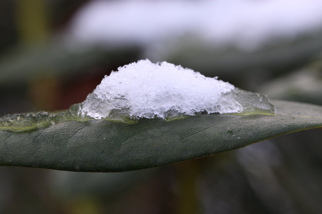 IMG_8503.JPG - Melting ice and snow on leaf