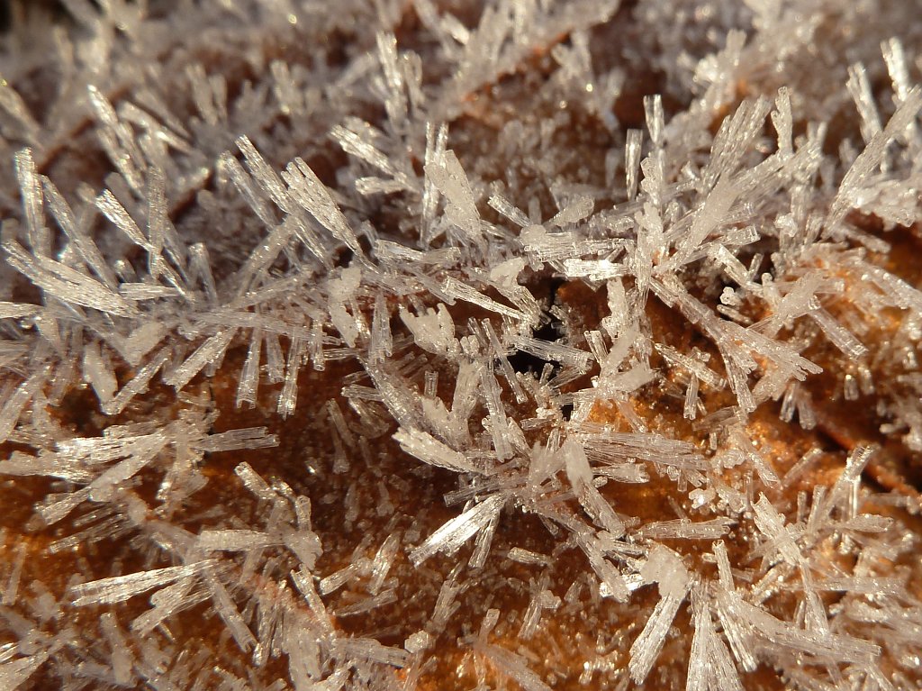P1110232.JPG - Ice needles on leaf