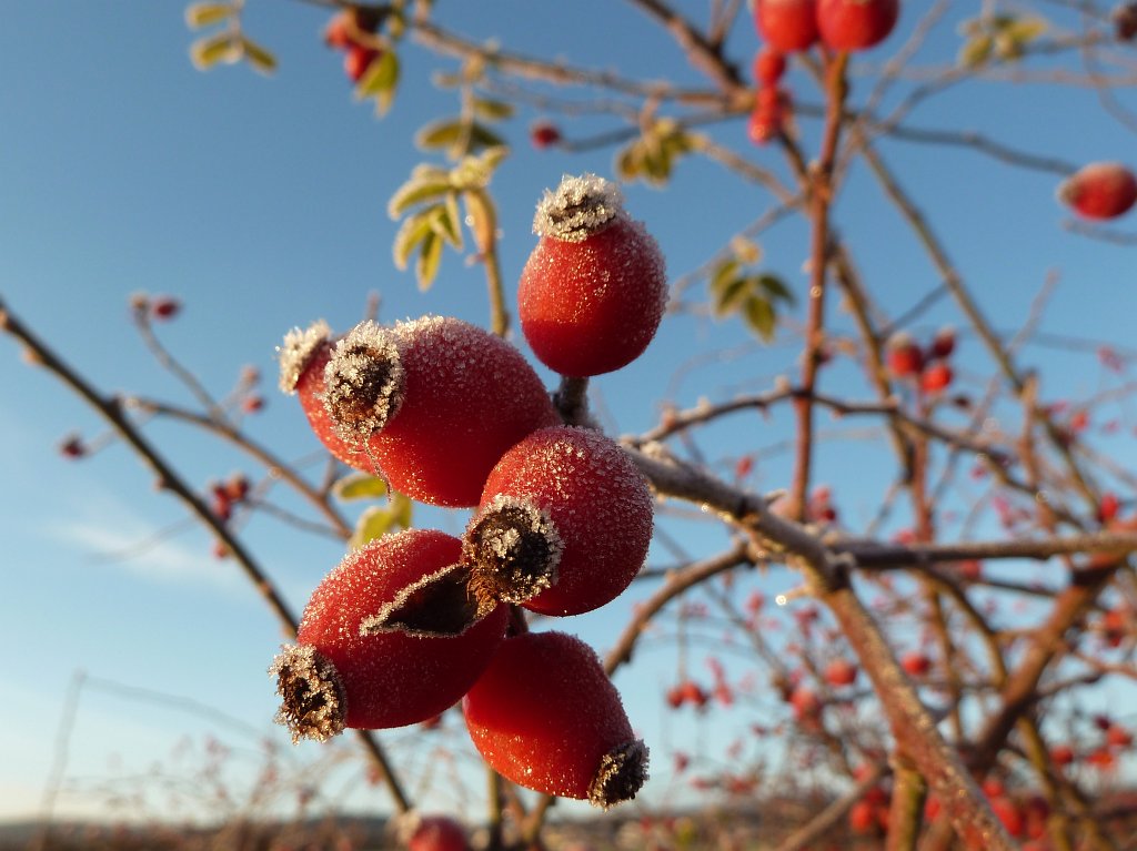 P1110263.JPG - Frosted fruits