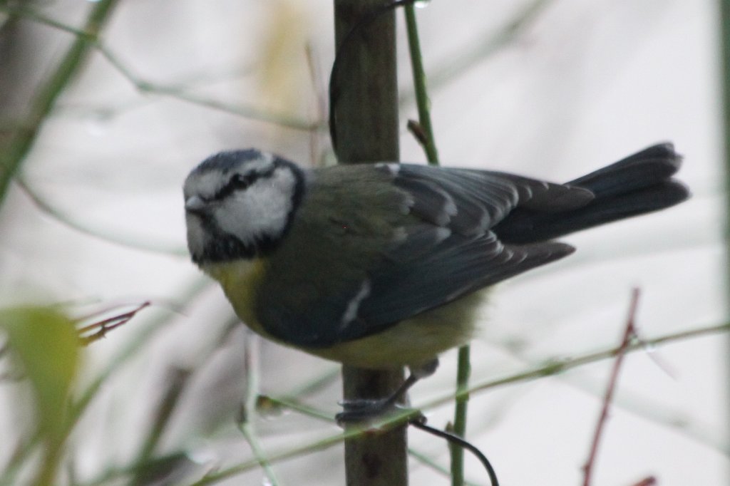 IMG_8527.JPG - Vogel