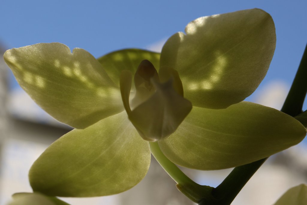 IMG_8577.JPG - Orchid