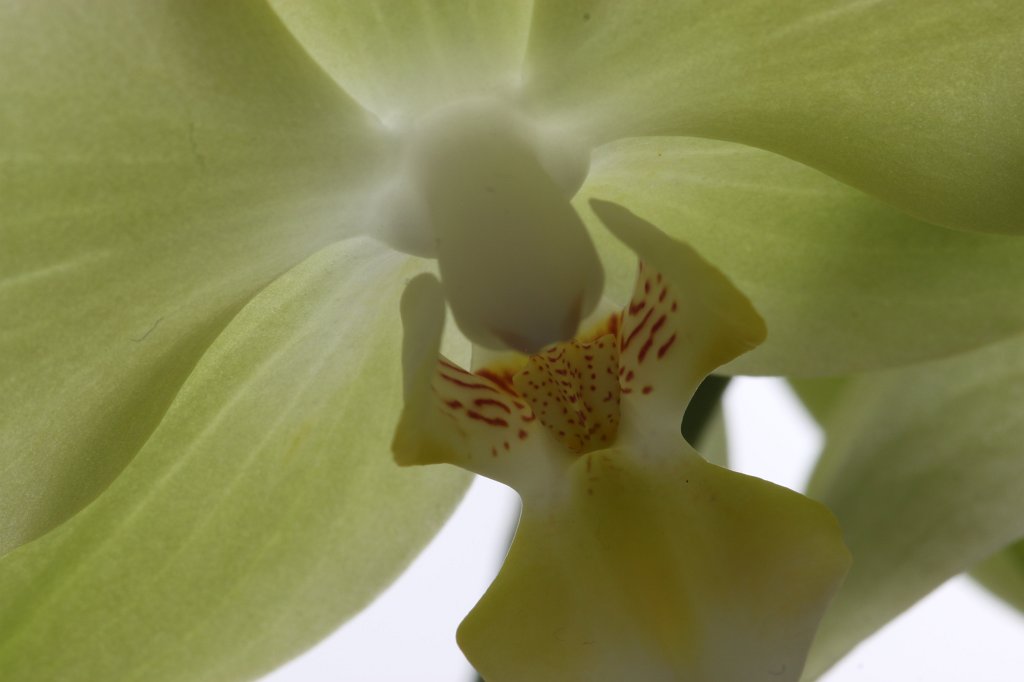 IMG_8589.JPG - Orchid