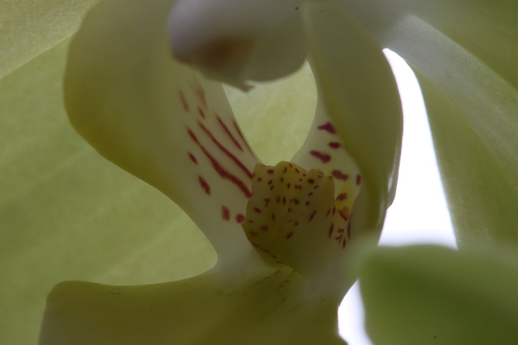 IMG_8591.JPG - Orchid