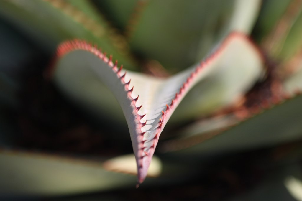 IMG_8949.JPG - Cactus teeths