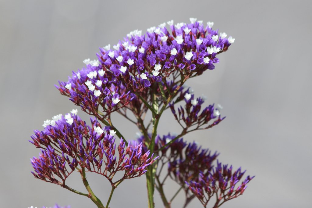 IMG_8992.JPG - Flowers