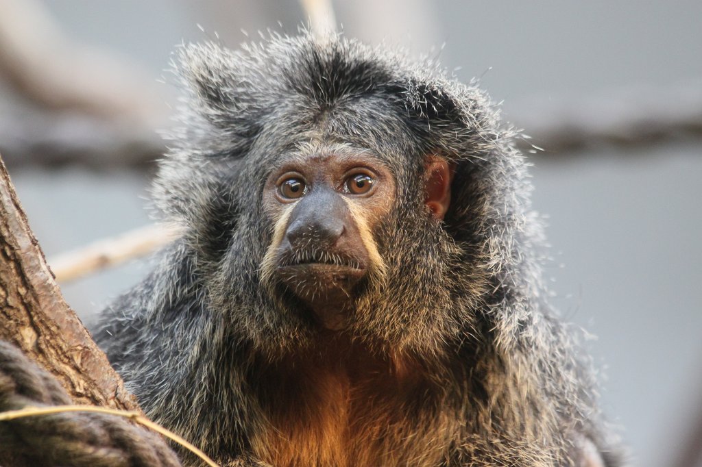 IMG_9158.JPG - Female  white-faced saki  (Weiblicher  Weißkopfsaki )