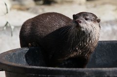 otter