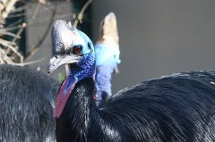 cassowary