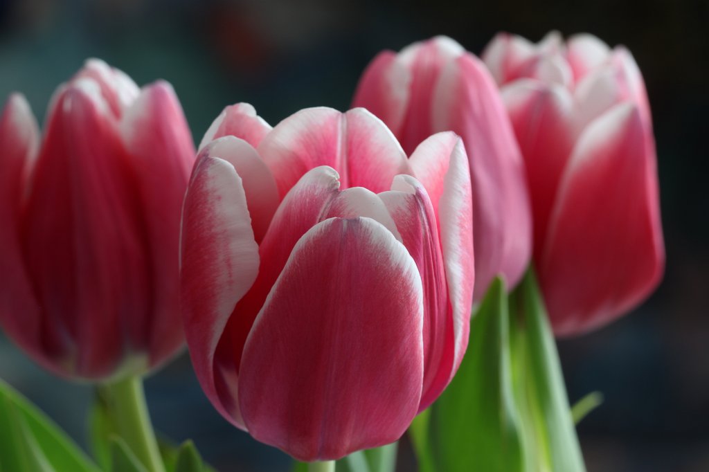 IMG_8751.JPG -  Tulips 