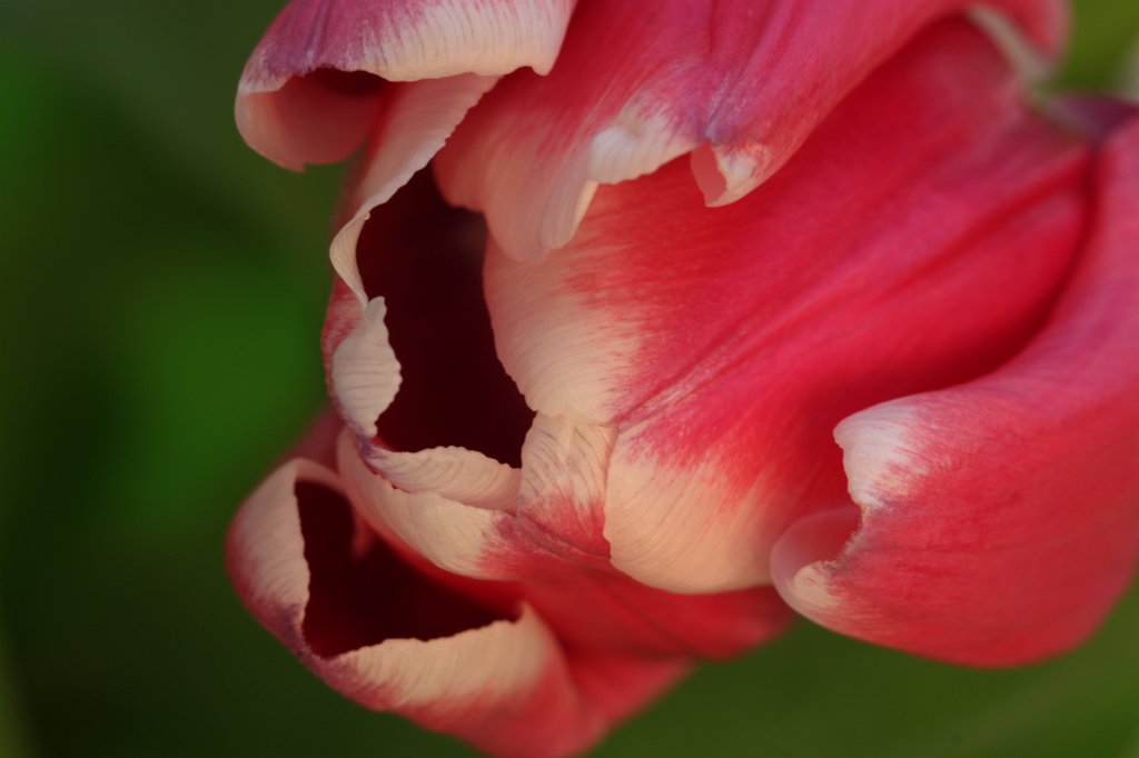 IMG_8755.JPG -  Tulip 