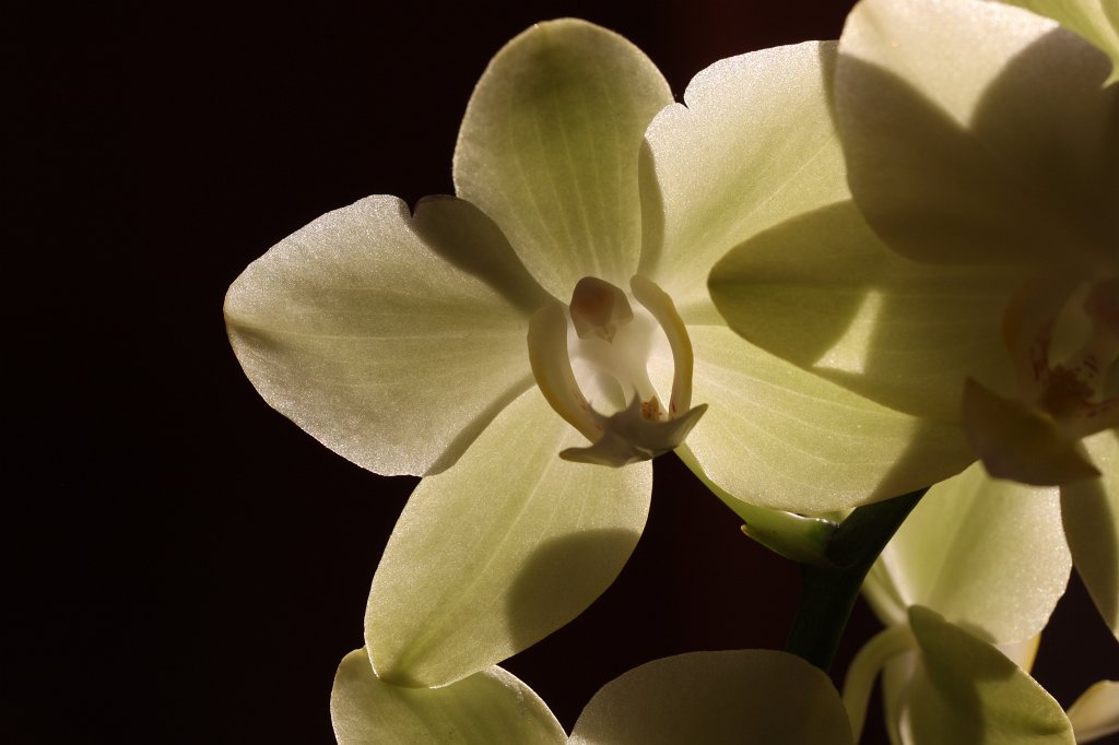 IMG_8766.JPG -  Orchid 