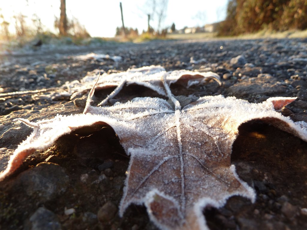 P1110349.JPG - Leaf with hoar frost