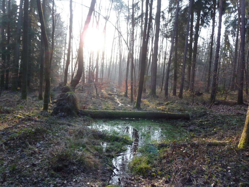 P1110393.JPG - Flow in forest