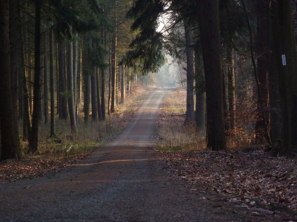 P1110395.JPG - Forest road