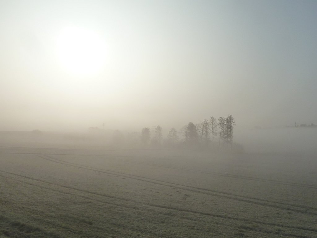 P1110473.JPG - Trees in the fog