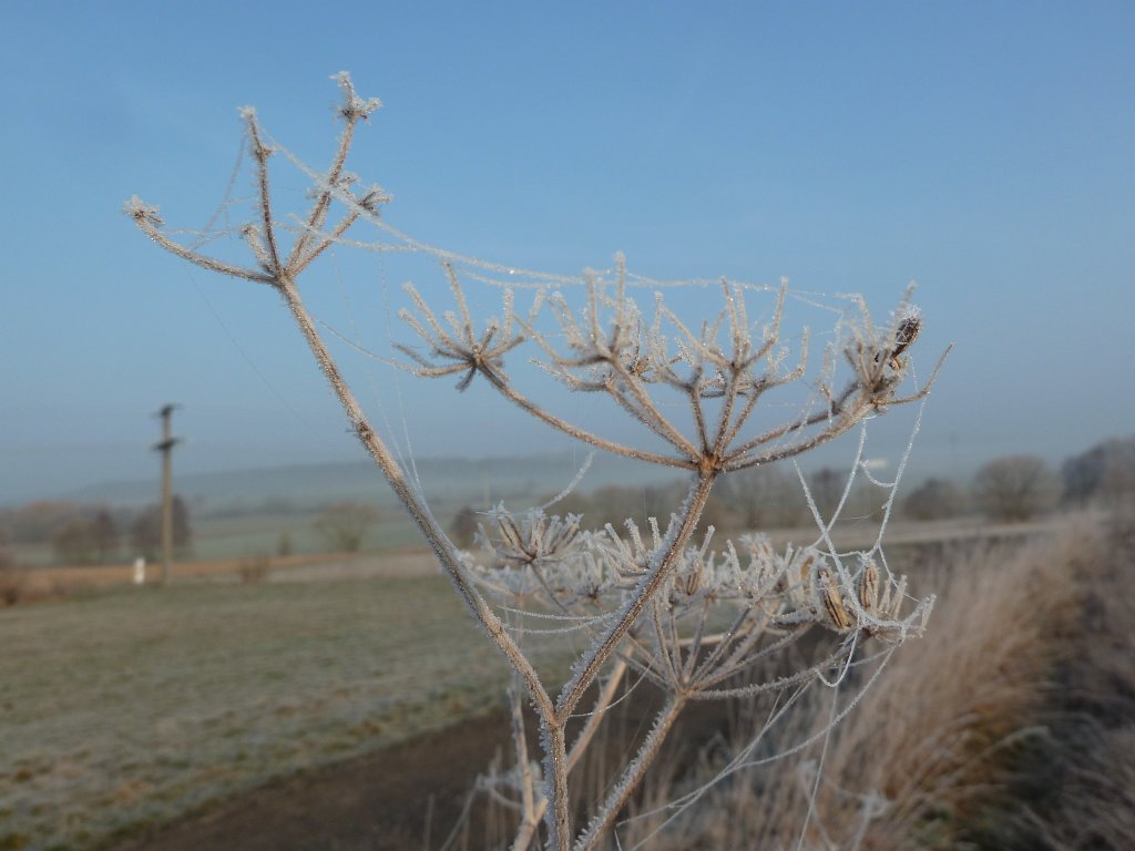 P1110487.JPG - Frozen spiderweb