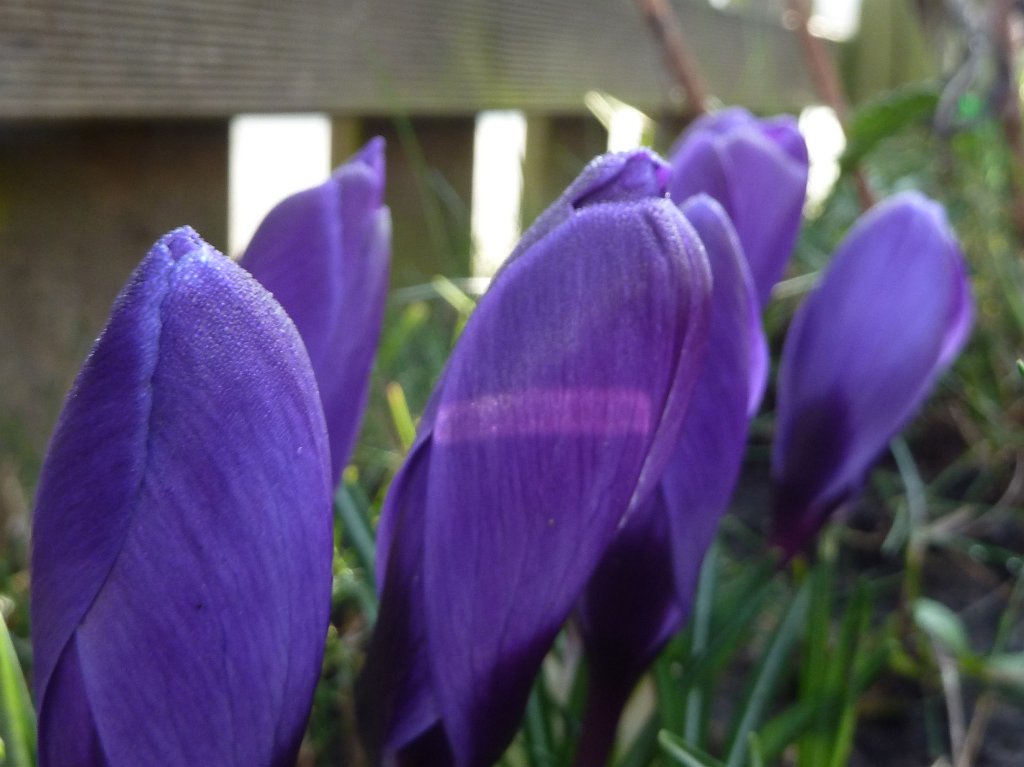 P1110491.JPG - First  crocus  blossoms