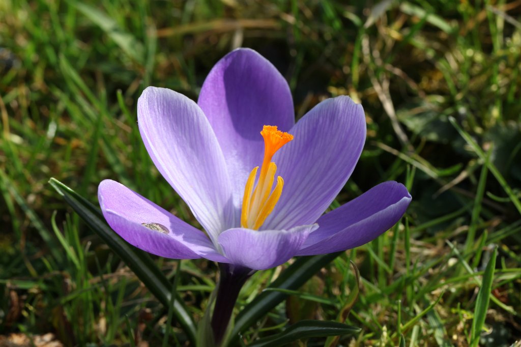 IMG_9067.JPG -  Crocus  ( Krokus )