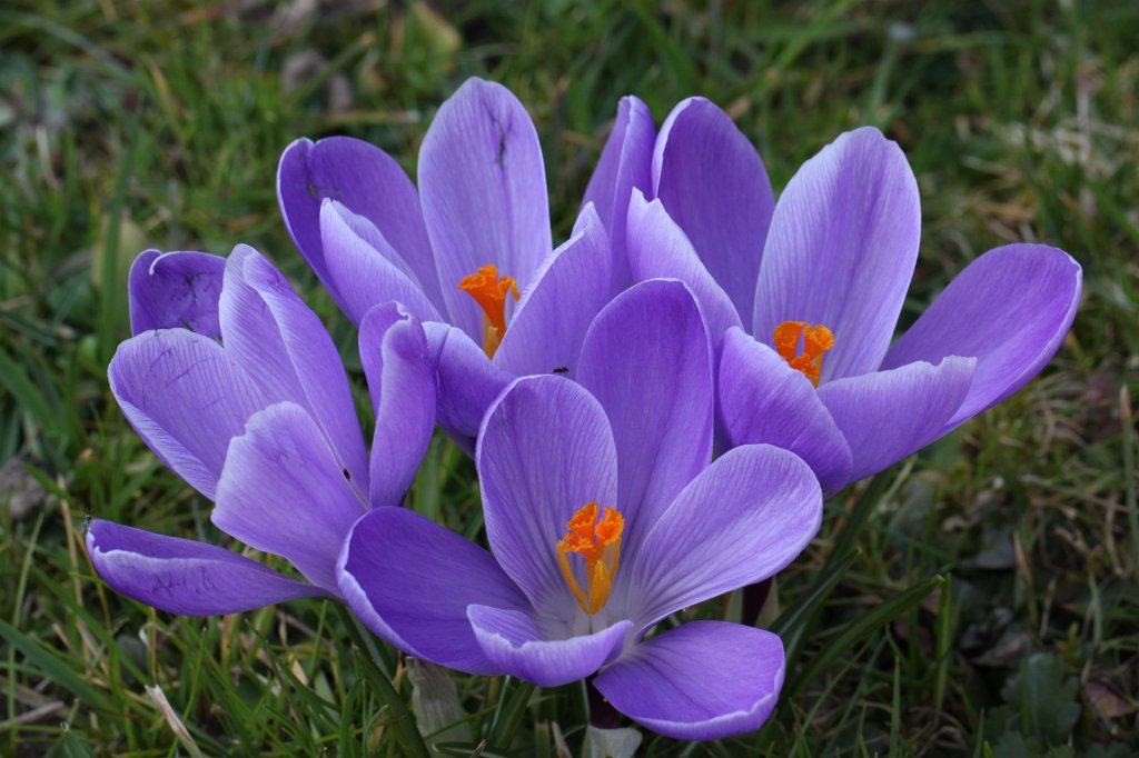IMG_9072.JPG -  Crocus  ( Krokus )
