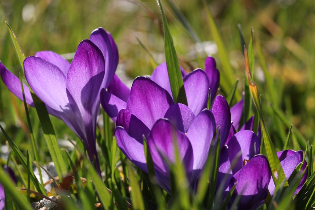 IMG_9073.JPG -  Crocus  ( Krokus )
