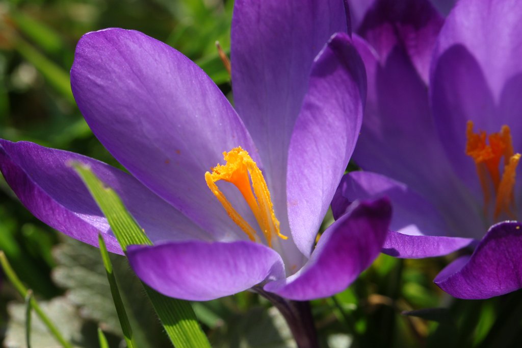 IMG_9074.JPG -  Crocus  ( Krokus )