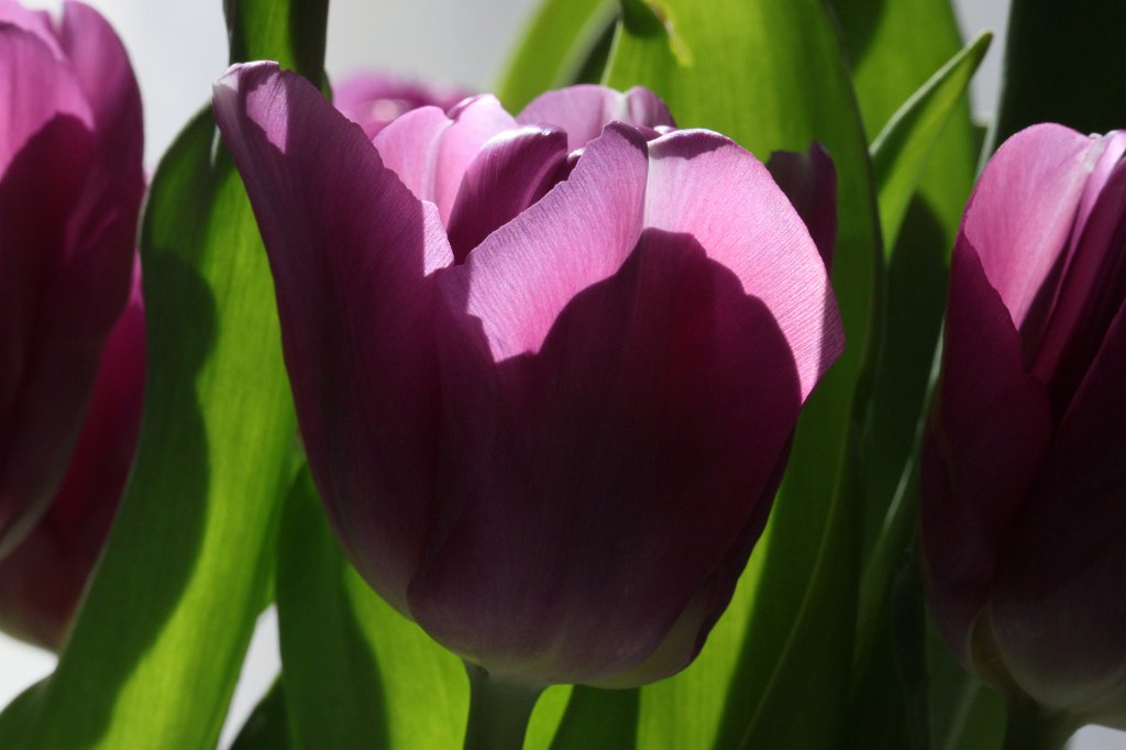 IMG_9216.JPG - Tulips