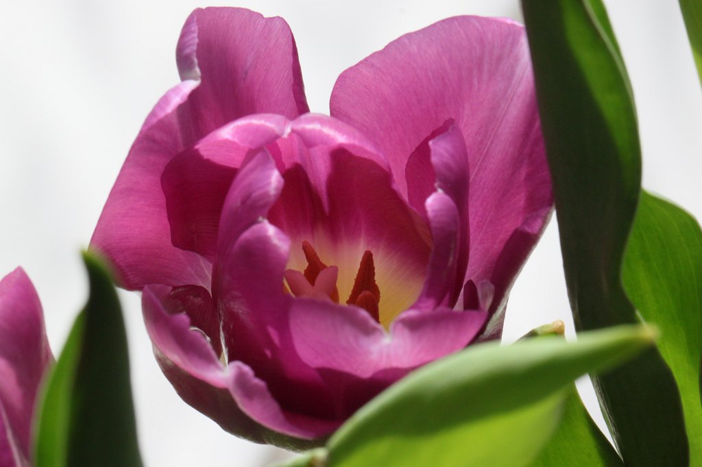 IMG_9218.JPG - Tulip