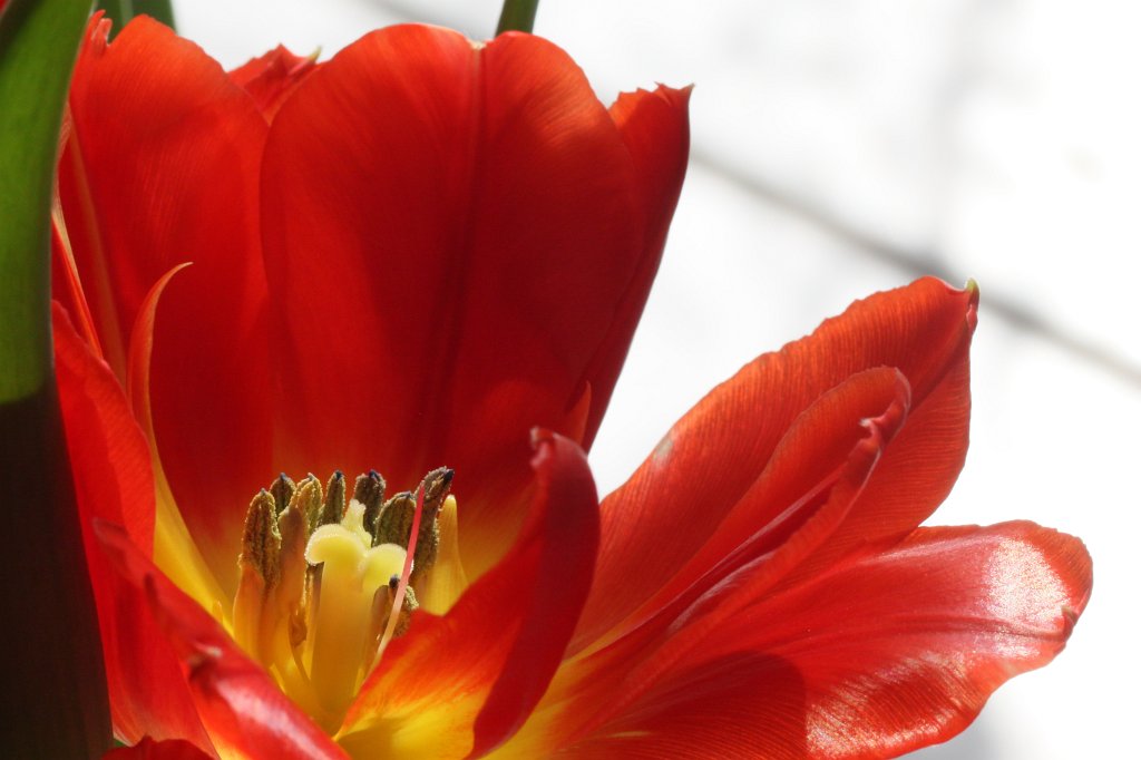 IMG_9221.JPG - Tulip