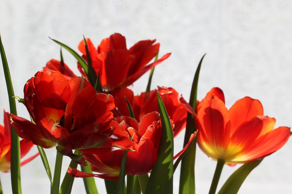 IMG_9230.JPG - Tulips