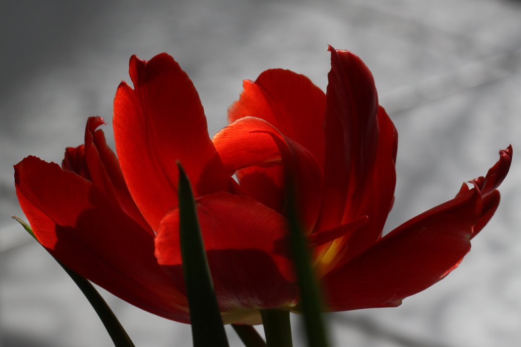 IMG_9232.JPG - Tulip