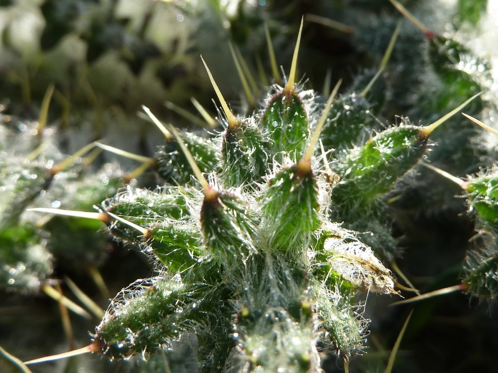 P1110558.JPG - Prickles