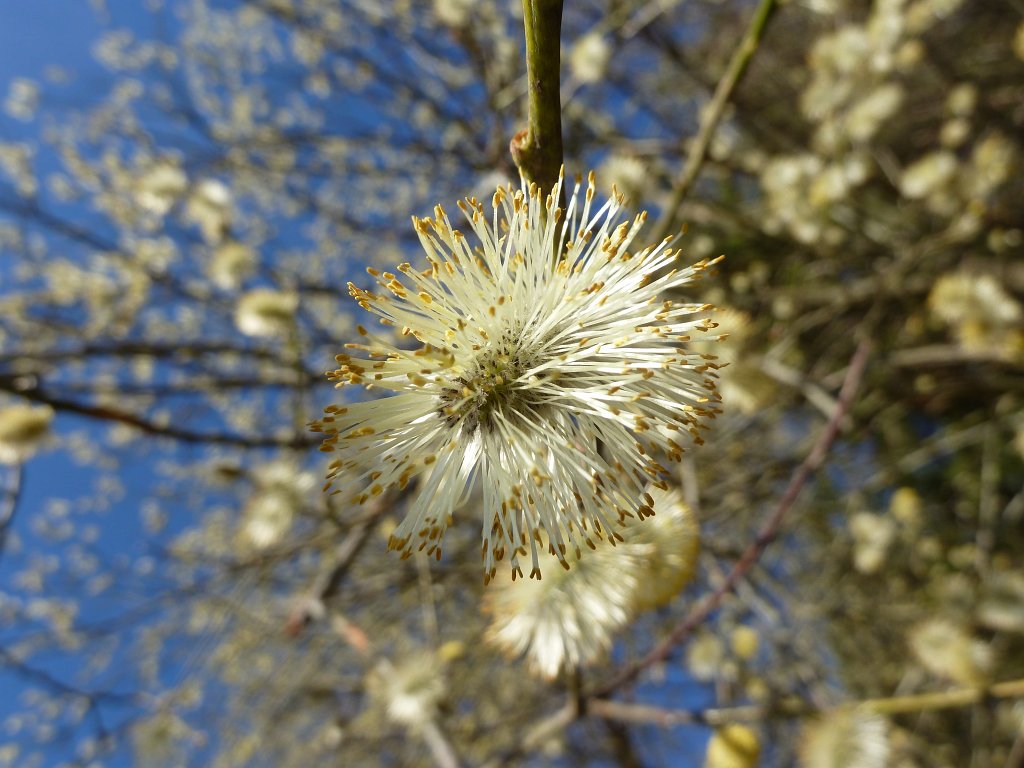 P1110566.JPG -  Catkin 