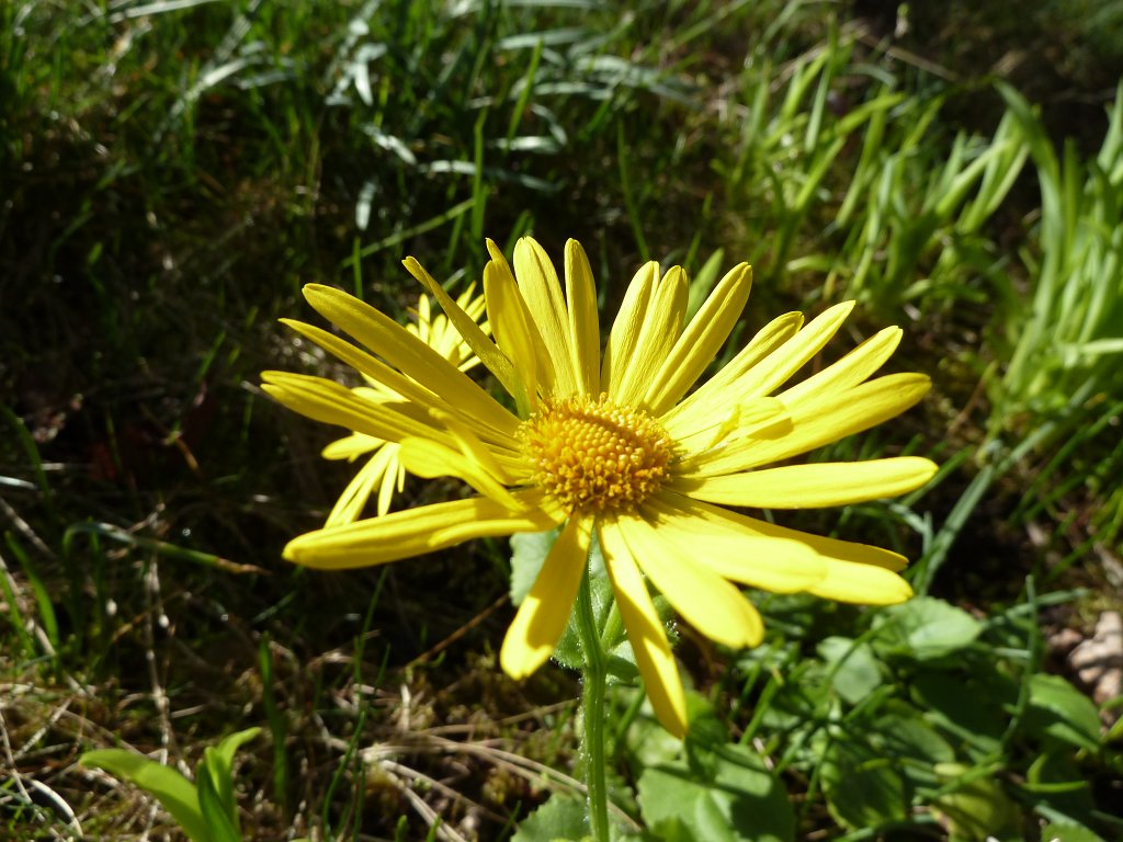 P1110584.JPG - Yellow  Aster 