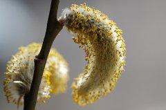 catkin