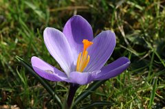 crocus